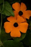 Thunbergia alata 'Orange Beauty' RCP8-10 118.jpg